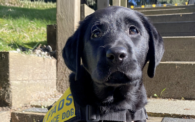 Puppy Program Trainer – Apprentice Level 1 | Burnaby